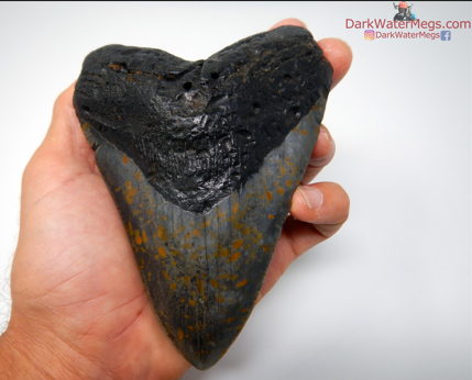 Megalodon tooth found by Dark Water Megs