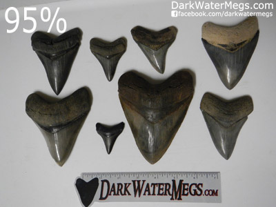 Top Quality Wholesale Megalodon Teeth