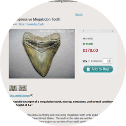 Wholesale megalodon teeth for sale
