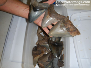 Wholesale megalodon teeth for sale