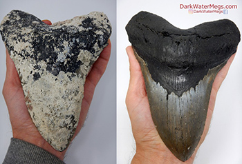Buy a real megalodon tooth online