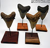 Megalodon Tooth Stands