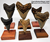 High Quality Megalodon Display Stands
