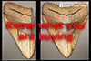 How to buy a real megalodon tooth