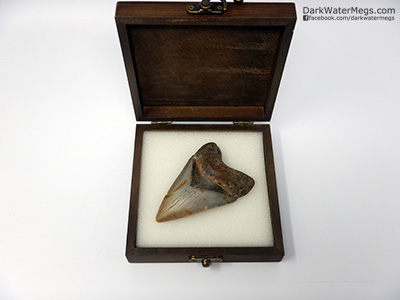 Megalodon tooth in wood gift box