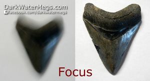 Focus On Megalodon and Other Shark Teeth For Sale In Pictures