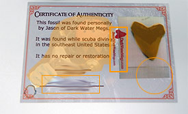 Megalodon Certificate of Authenticity Fraud Prevention Measures