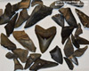 Many Megalodon Teeth For Sale Are Broken