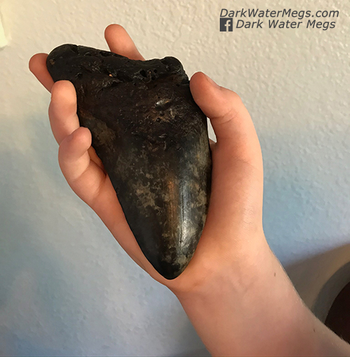 Kid with a dark water megs megalodon tooth