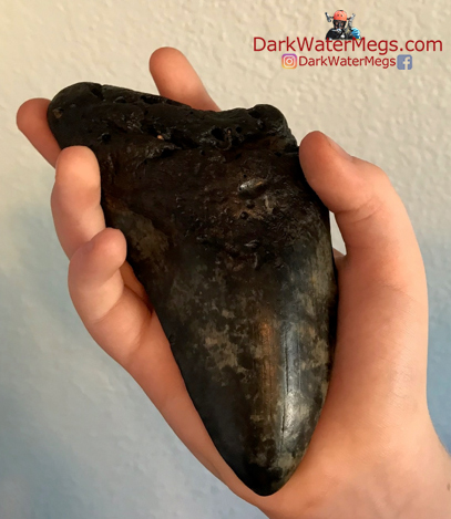 Finds from a megalodon charter