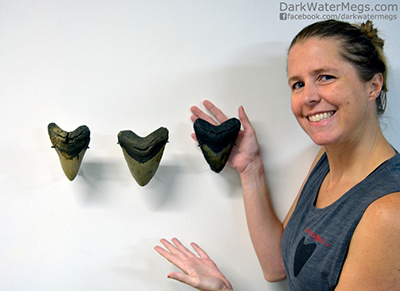 Megalodon shark tooth display mount