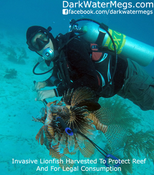 Lionfish Removed