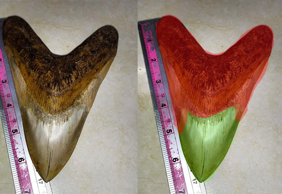 Undisclosed repair on megalodon tooth