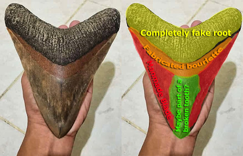 Under disclosed megalodon tooth repair