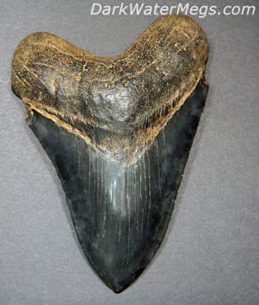 Different Colored Megalodon Teeth