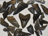 Broken-Megalodon-Teeth2