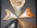 megalodon-tooth-color-difference