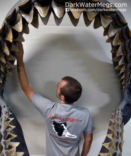 Building a megalodon shark jaw