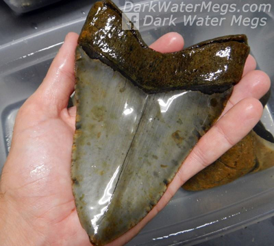 Cleaned Megalodon Tooth For Sale