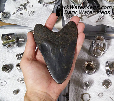 Cleaning Megalodon Teeth