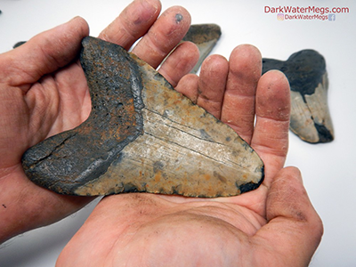 hands holding megalodon tooth
