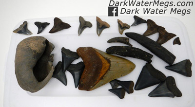 Recently Listed Megalodon Teeth For Sale, With Other Fossils