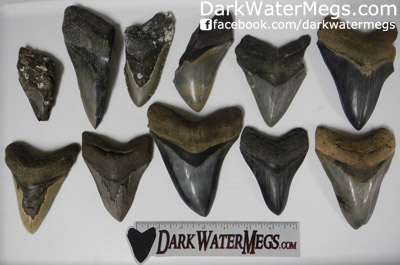 Wholesale Megalodon Tooth Grades