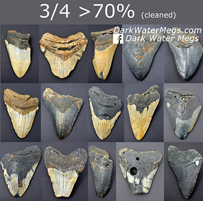 Three Quarter Megalodon Teeth