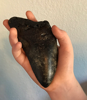 Give away broken fossil megalodon teeth