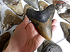 Buy a real megalodon tooth online