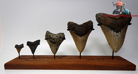 Variety of sizes of megalodon teeth on a premium stand