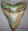 How to Measure A Megalodon Tooth