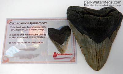 Include a certificate of authenticity with a megalodon gift