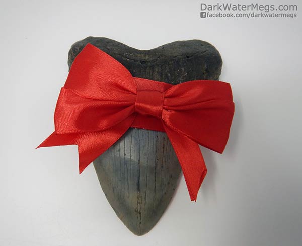 Gift of a megalodon shark tooth