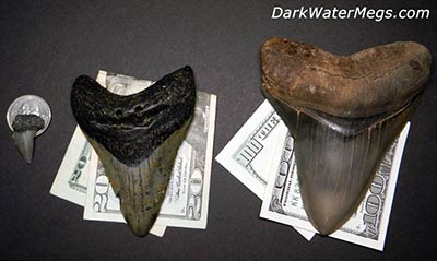 Budget for a megalodon tooth gift