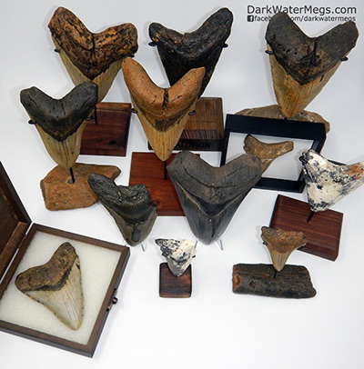 How to display a megalodon or other fossil shark tooth