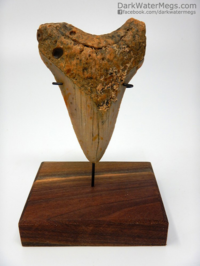 Metal upright megalodon tooth stand