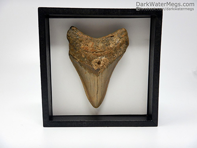Shadow box framed megalodon tooth