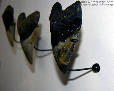 Stimple stand for wall mount megalodon tooth display