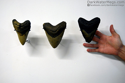 Wall mount kit for megalodon teeth