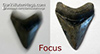 How to Take Pictures of Megalodon Teeth For Sale and other Shark Teeth