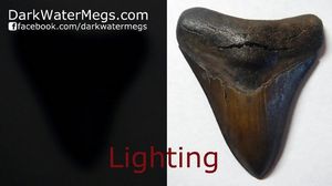 Lighting  On Megalodon and Other Shark Teeth For Sale In Pictures