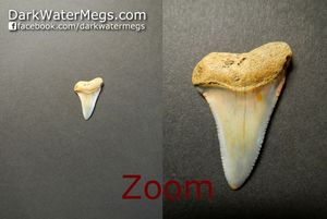 Distance On Megalodon and Other Shark Teeth For Sale In Pictures