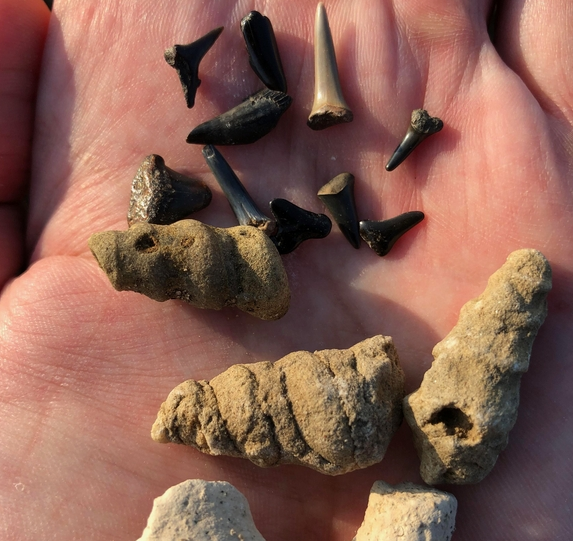 Findning fossil shark teeth on a guided tour