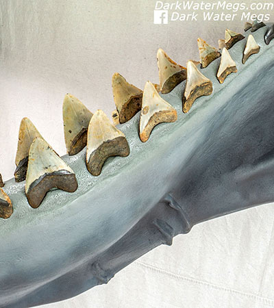 Megalodon jaw section teeth
