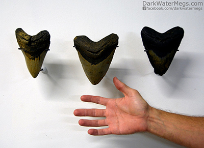 Creative wall display for megalodon shark teeth