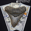 Why Are Megalodon Teeth Expensive