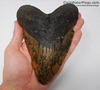 Big cheap megalodon tooth